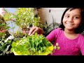 balcony garden harvesting ମନ୍ଦିର ରେ ପ୍ରସାଦ ସେବନ ନଡ଼ିଆ ଭିତରେ ଏଇଟା କିଏ ଖାଇଛ ଲଙ୍କା ଚାଷ ଅମଳ ହେଲା🌶️