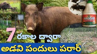 7 రకాల పద్ధతుల ద్వారా అడవి పందులు పరార్ |adavi pandula nivarana control wild boar