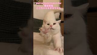 大阪阿倍野区のゲストハウス『Mad Cat Hostel Osaka \u0026 Bar』の看板猫こごちゃん＆まるちゃん/ Osaka Trip