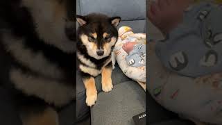 【豆柴】赤ちゃんの手が気になる大豆！ミルクの味でもするのかな？ #shorts #shiba