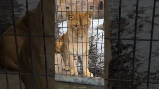 【北海道 旭山動物園】ビビらせてくるライオン！