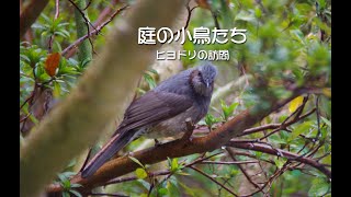 庭の小鳥たち（ヒヨドリの訪問）花の蜜や果実が大好物