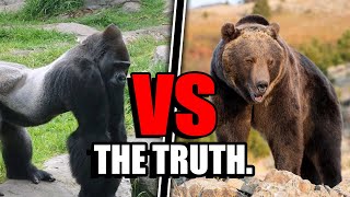 Gorilla VS Grizzly Bear - Who Would ACTUALLY Win?