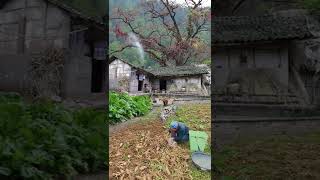 2021 11 21 15 00 00这是真实的农村，山沟沟里，年过七旬的独居老人仍然自己种地，养鸡养鸭，这样的生活应该很少会有人向往吧！#农村 #农村生活