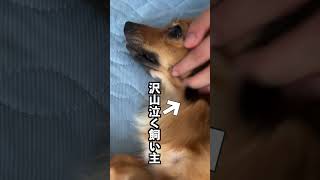 沢山泣く人に育てられた犬はこれをします。 #shorts