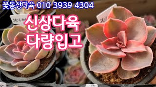 신상 다육 입고💕 코코아 체리로즈 웨스트레인보우 풍금 아가보이데스금 등 꽃동산다육 010 3939 4304 전국택배가능 유료광고포함