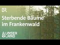 Sterbende Bäume im Frankenwald | Unser Land | BR Fernsehen