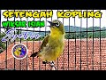 BURUNG PLECI GACOR SETENGAH  KOPLING Memancing semua Pleci Resfon nyahut bongkar isian #terapipleci