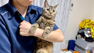 猫が初めて家に遊びに来た友達と対面したらすごかったw