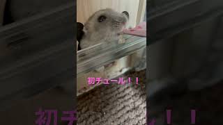 ハムハムちゅーる！初めてあげてみた。 #animal #ジャンガリアンハムスター #ジャンガリアン