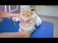 勇敢な猫のトリマーでさえ、この猫を怖がらせることができます 😻🛁✂️❤️