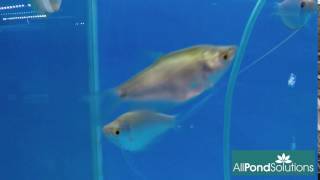 Moonlight Gourami For Sale at All Pond Solutions