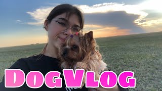 DogVlog: прогулка в поле, катаемся на машине