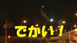 沖縄（那覇市）の空港近くの木です。コウモリの大きさにびっくりです。