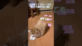 寒くてストーブの前から動かない猫 #shorts  #猫 #アメリカンカール #cat