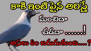 #కాకి ఇంటి పైన అరిస్తే మంచి జరుగుతుందా చెడు జరుగుతుందా...!ఈ విడియో లో తెలుసుకుందాం....😱