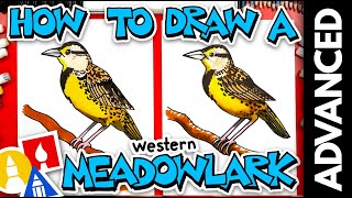 How To Draw A Western Meadowlark Bird - Advanced