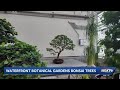 Bonsai Weekend returns to the Waterfront Botanical Gardens