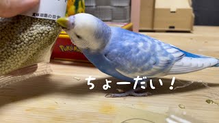 ペレットが届いて喜ぶセキセイインコbudgie