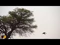 african wild cat escapes caracal by jumping off the top of tall tree