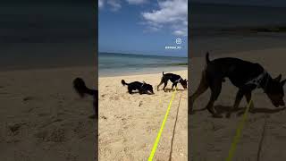 沖縄本島の最高に綺麗な海で遊ぶ愛犬♪これでも冬の2月！#shorts #dog #犬