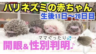 【ハリネズミの出産】生後11日〜20日目の成長。性別判明に驚き！