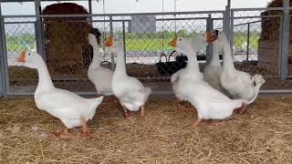 Amazing Lion Head Goose Farm 32 - Long Rural life