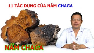 11 tác dụng của nấm chaga nga chữa  trên 100 loại bệnh - Nấm chaga chữa tiểu đường, HIV, viêm gan B