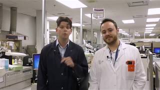 In the Lab - Histology