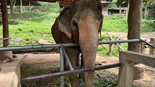 [4K] Mae Sa Elephant Camp - Chang Mai