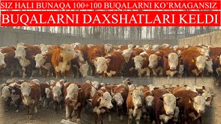 SIZ HALI BUNAQA BUQALARNI KO’RMAGANSIZ 100+100 BUQALARI KELDI MUHAMMADJONNI DAXSHAT BUQALARI