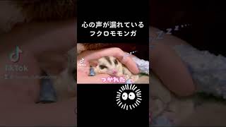 心の声が漏れているフクロモモンガww#sugarglider #フクロモモンガ #ショート