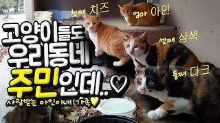 고양이도 주민이다😻👍🏻👍🏻우리동네 길냥이 아인이네 이야기..  #길고양이 #고양이 #straycat