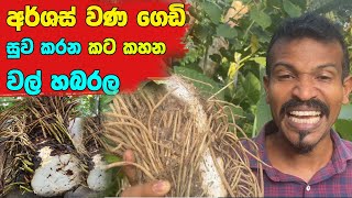 නොදැන කෑවොත් කට කහන පොලොන් හබරල රසට කමු hemorrhoids remedies sri lanka