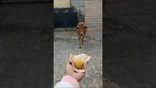 प्यारी बछिया #cow #ytshorts #gaumata #youtubeshorts #trendingshorts #calf #shorts #cristianoronaldo