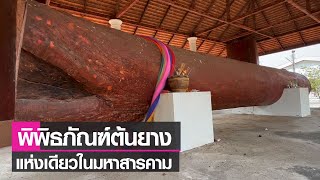 พิพิธภัณฑ์ต้นยาง คู่เมืองมหาสารคาม | เรื่องดีดีทั่วไทย | 9-4-66