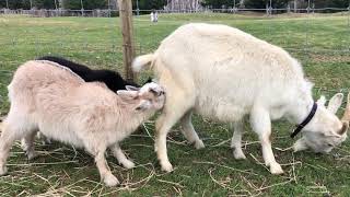 【かわいい】お母さんのお乳を飲む子ヤギ