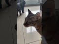 サビ猫ここにゃと茶トラ猫にゃにゃがチュッってしました 笑 【サビ猫ここにゃの癒し動画】 shorts