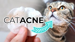 FELINE ACNE TREATMENT FROM HOME: How To Remove Cat Acne or Blackheads From Your Cats Chin