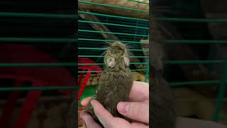 RUN! #funny #animals #funnyvideo #funnyshorts #degu #animallover #reels