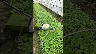 Sharing of management methods of flue-cured tobacco seedlings