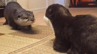 カワウソさくら カワウソvs.カワウソ otter vs otter