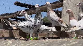 کبوتر پلاکی مسافتی آلمانی ، سبز و کوهی ، Tauben ،  pigeons