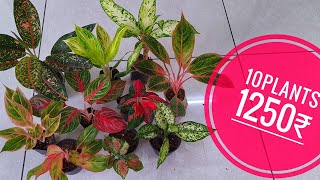 aglaonema combo