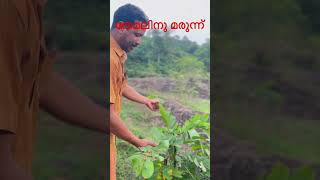 #തേമലിന് മരുന്ന്. ...ആനതകര