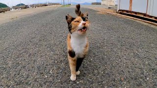 猫島の三毛猫ちゃんは会うと挨拶してきてカワイイ