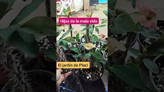 Anunciamos la colaboración de Hijxs de la mala vida y El jardín de Placi Estén atentos.