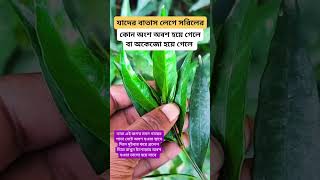 জগত মদন গাছের সঠিক ব্যবহারে কাজ অনেক ভালো হয়। #agriculture #shortvideo #gardenplants