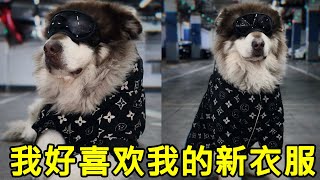 妈妈用哥哥的毛，给我做衣服穿，嘿嘿~我好喜欢新衣服【钱袋爱吃肉】