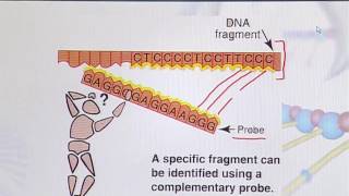 BIO203_Topic048